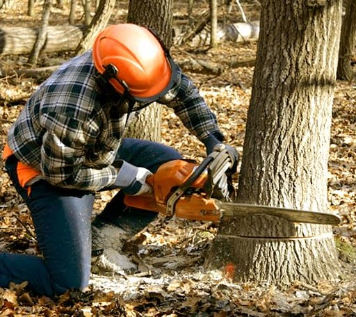 Tree Removal in Protection, KS